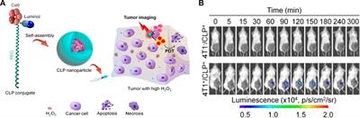 Chemiluminescent polymeric nanoprobes for tumor diagnosis: A mini review